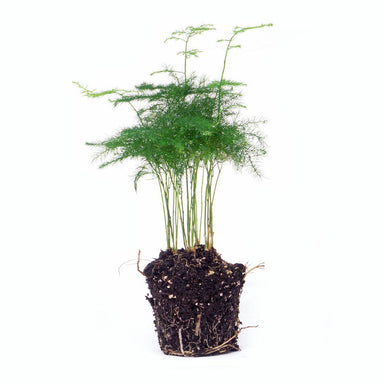 Asparagus Setaceuse Plumosus – Sierasperge - Terrarium Plant - Potmaat 6