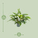 Philodendron Rambo - Ø27Cm - ↕65Cm