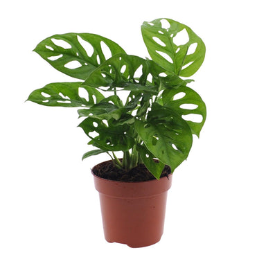 Monstera Monkey Leaf - Gatenplant - 30Cm - Ø12