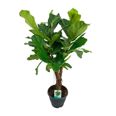 Ficus Lyrata - Ø26Cm - ↕100Cm
