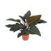 Philodendron Congo Red - Ø27Cm - ↕80Cm