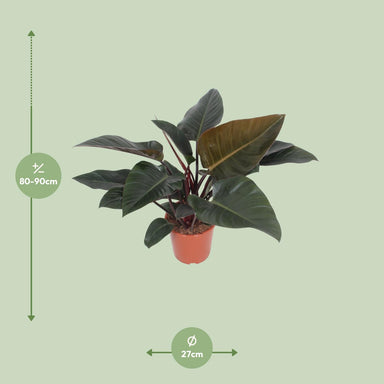 Philodendron Congo Red - Ø27Cm - ↕80Cm