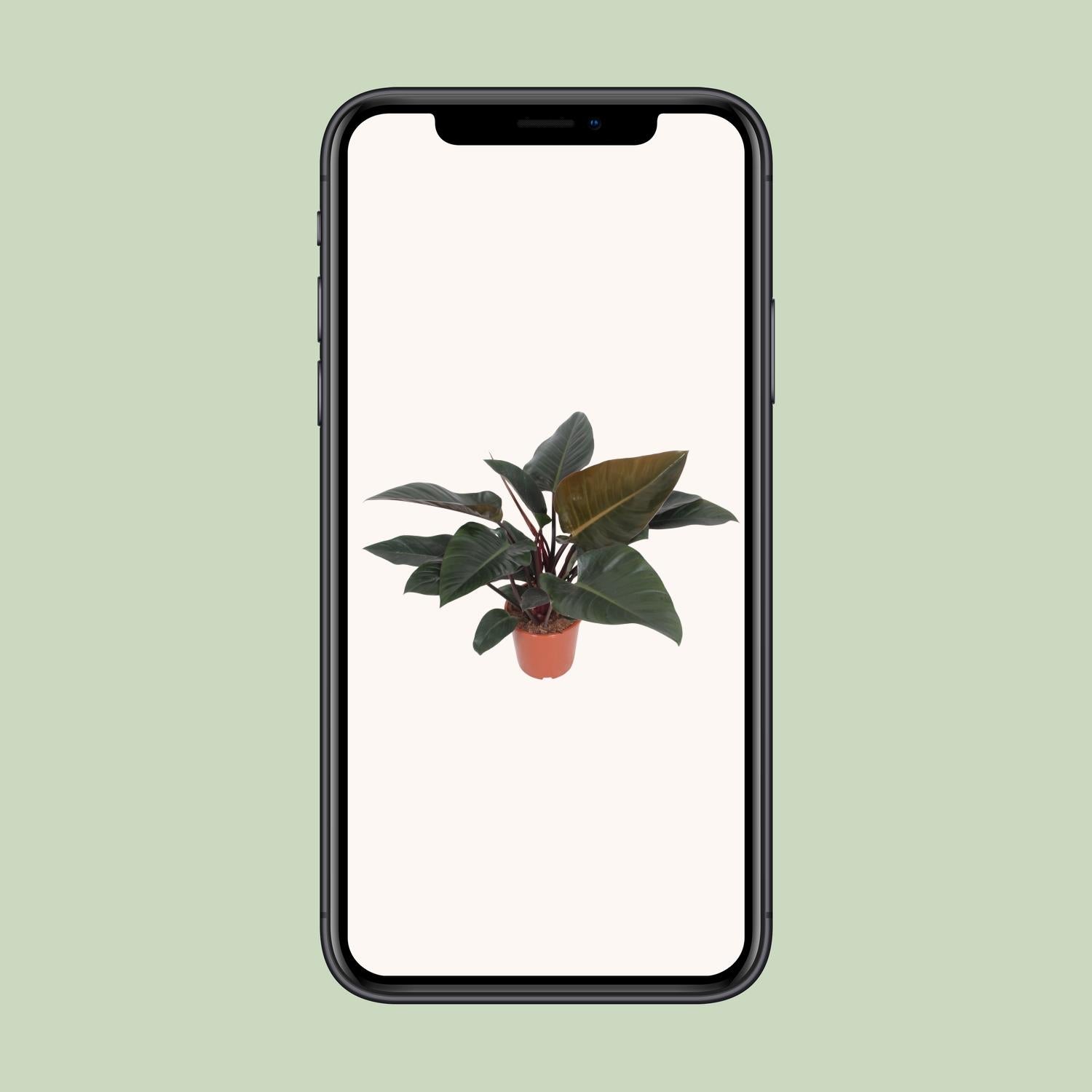 Philodendron Congo Red - Ø27Cm - ↕80Cm