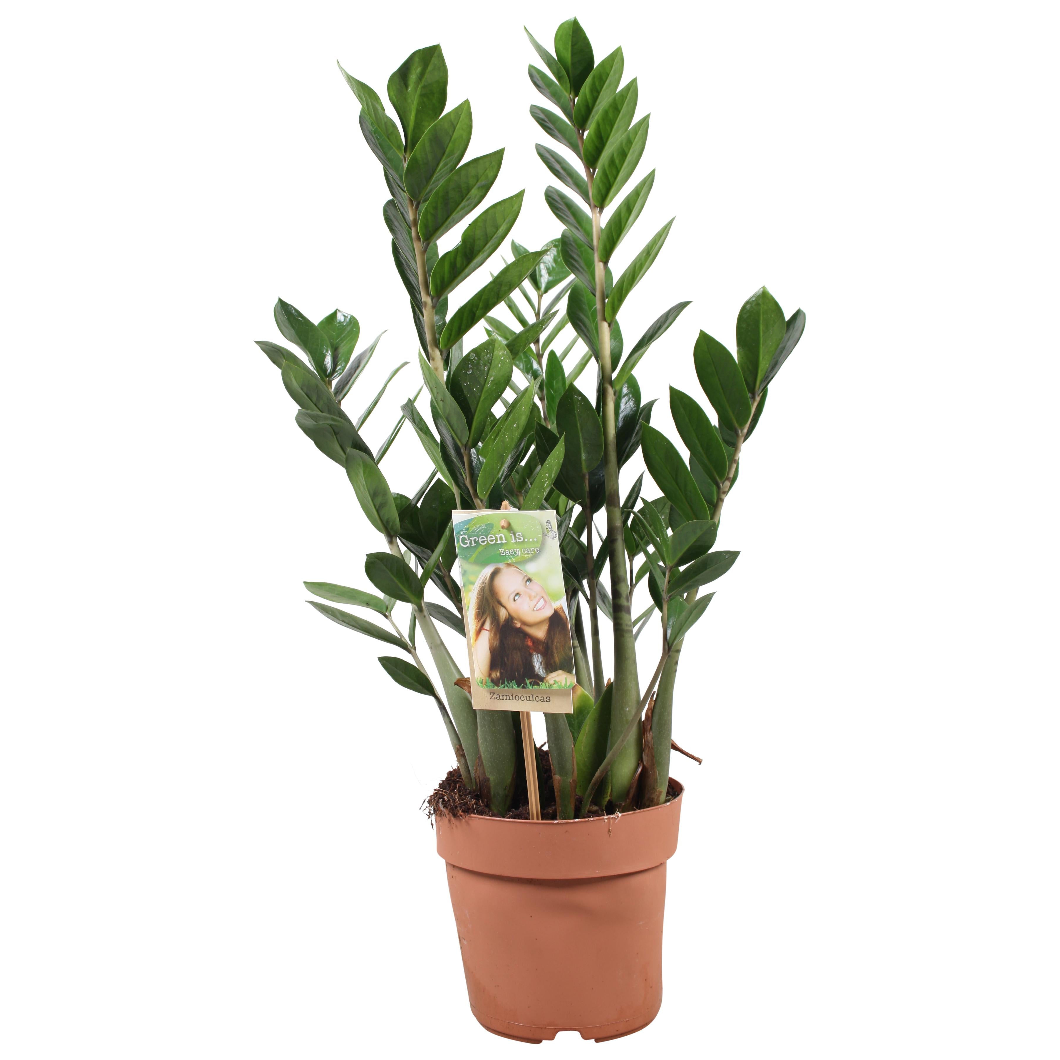 Zamioculcas Zamiifolia - Ø17Cm - ↕70Cm