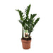 Zamioculcas Zamiifolia - Ø17Cm - ↕70Cm