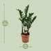 Zamioculcas Zamiifolia - Ø17Cm - ↕70Cm
