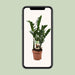 Zamioculcas Zamiifolia - Ø17Cm - ↕70Cm