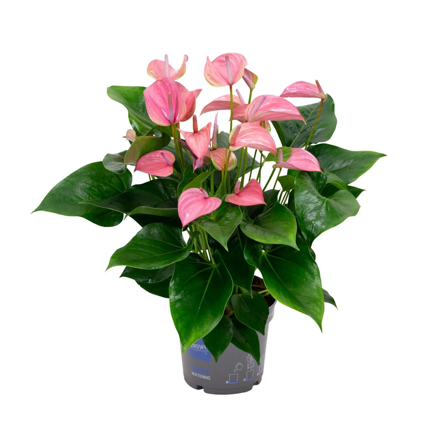 Anthurium Karma Joli - Ø17Cm - ↕55Cm