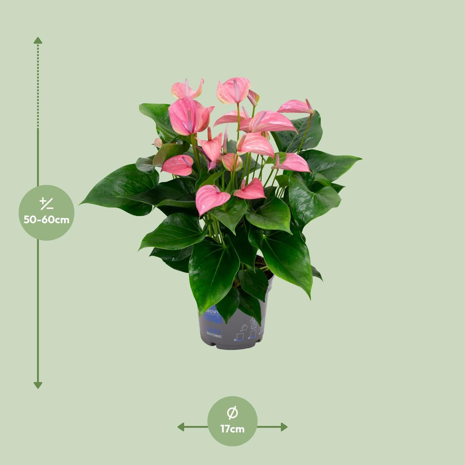 Anthurium Karma Joli - Ø17Cm - ↕55Cm