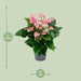 Anthurium Karma Joli - Ø17Cm - ↕55Cm