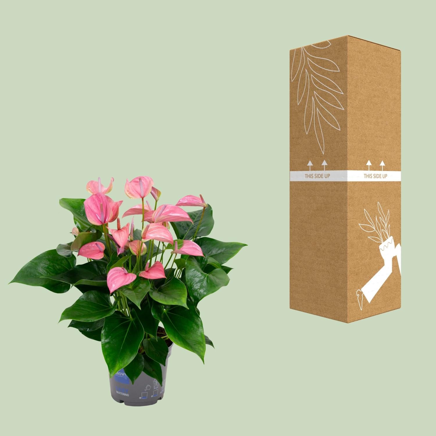 Anthurium Karma Joli - Ø17Cm - ↕55Cm