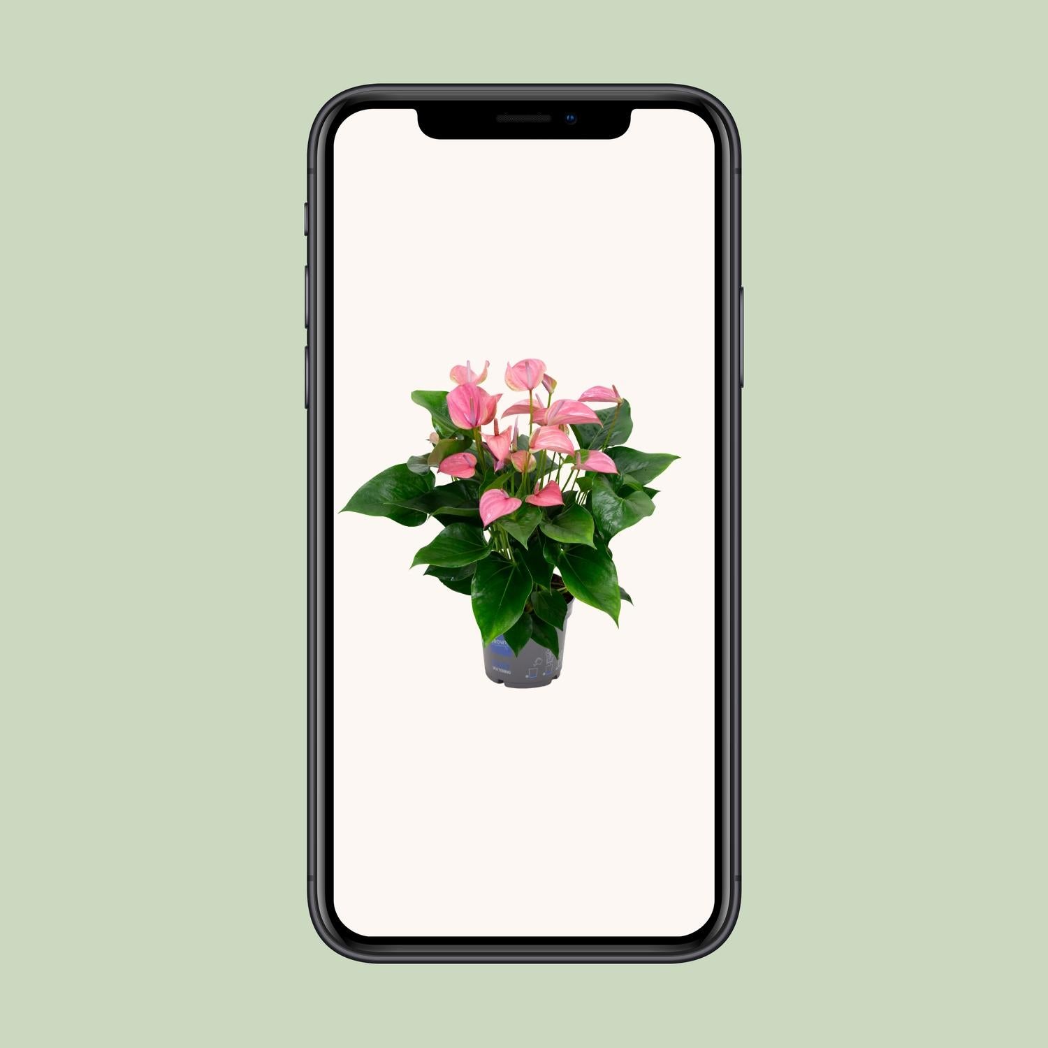 Anthurium Karma Joli - Ø17Cm - ↕55Cm