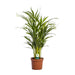 Dypsis Lutescens - Ø17Cm - ↕65Cm