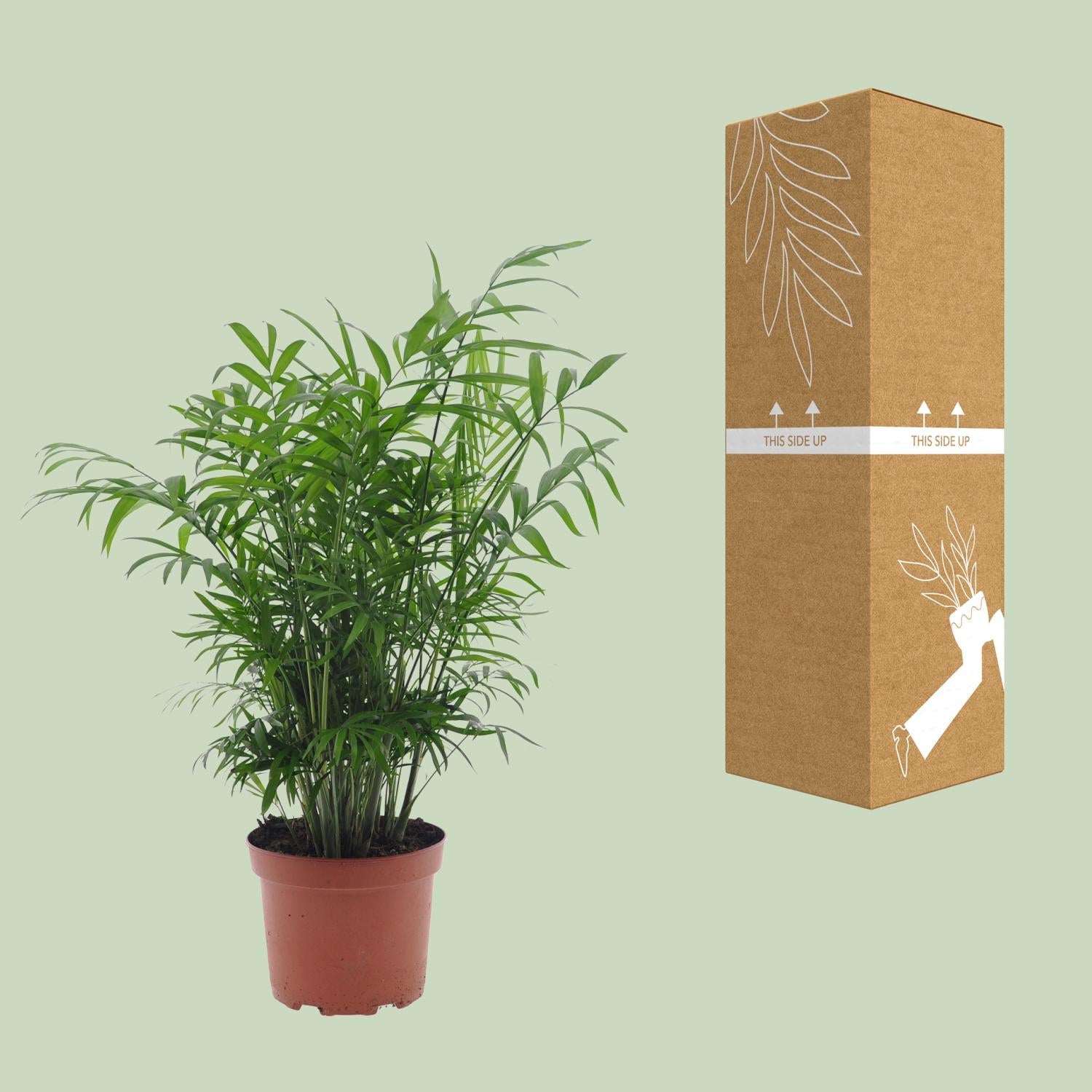 Chamaedorea Elegans - Ø17Cm - ↕50Cm