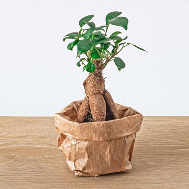 Ficus Ginseng Bonsai - Microcarpa -  Potmaat Ø 6 Cm