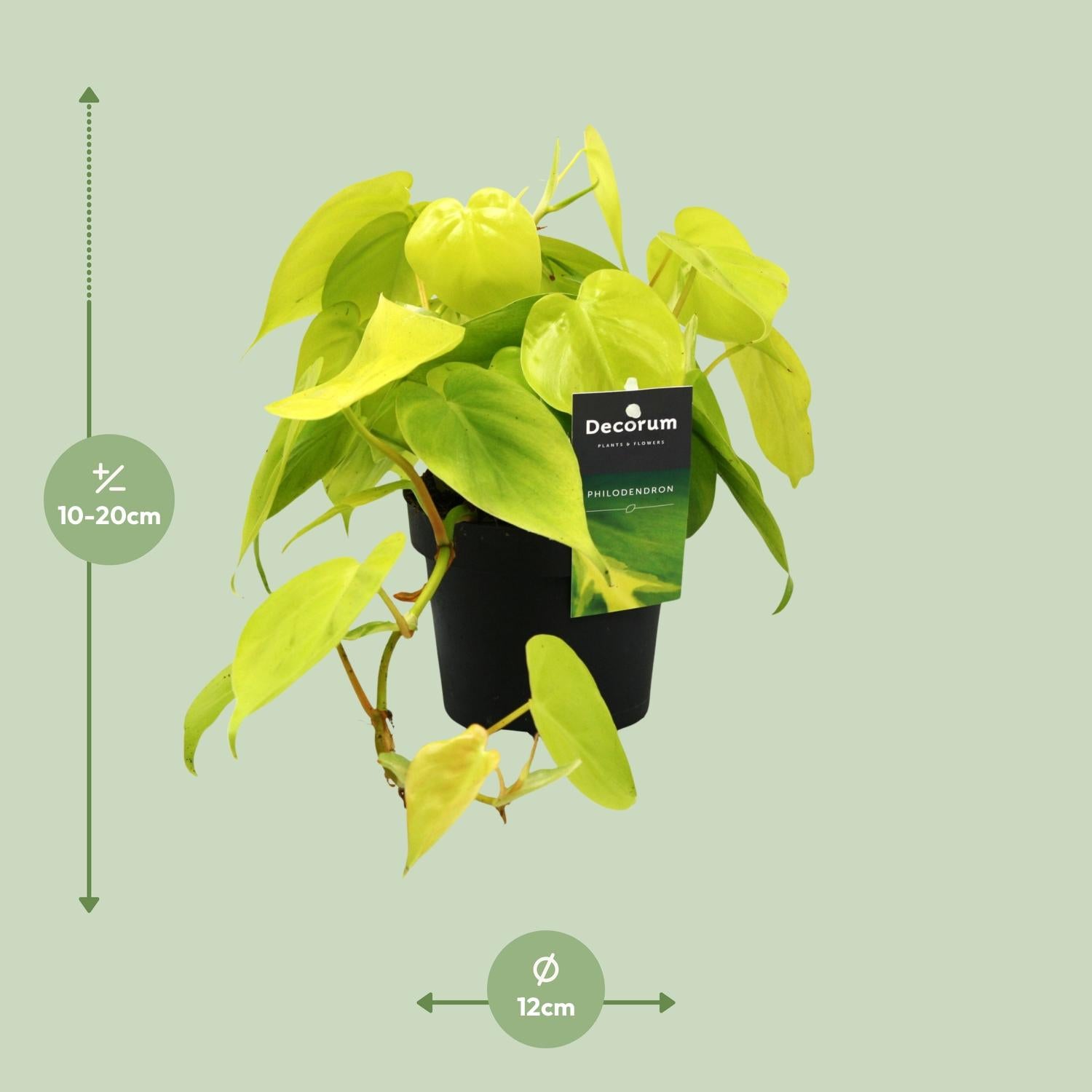 Philodendron Lime - Ø12Cm - ↕20Cm