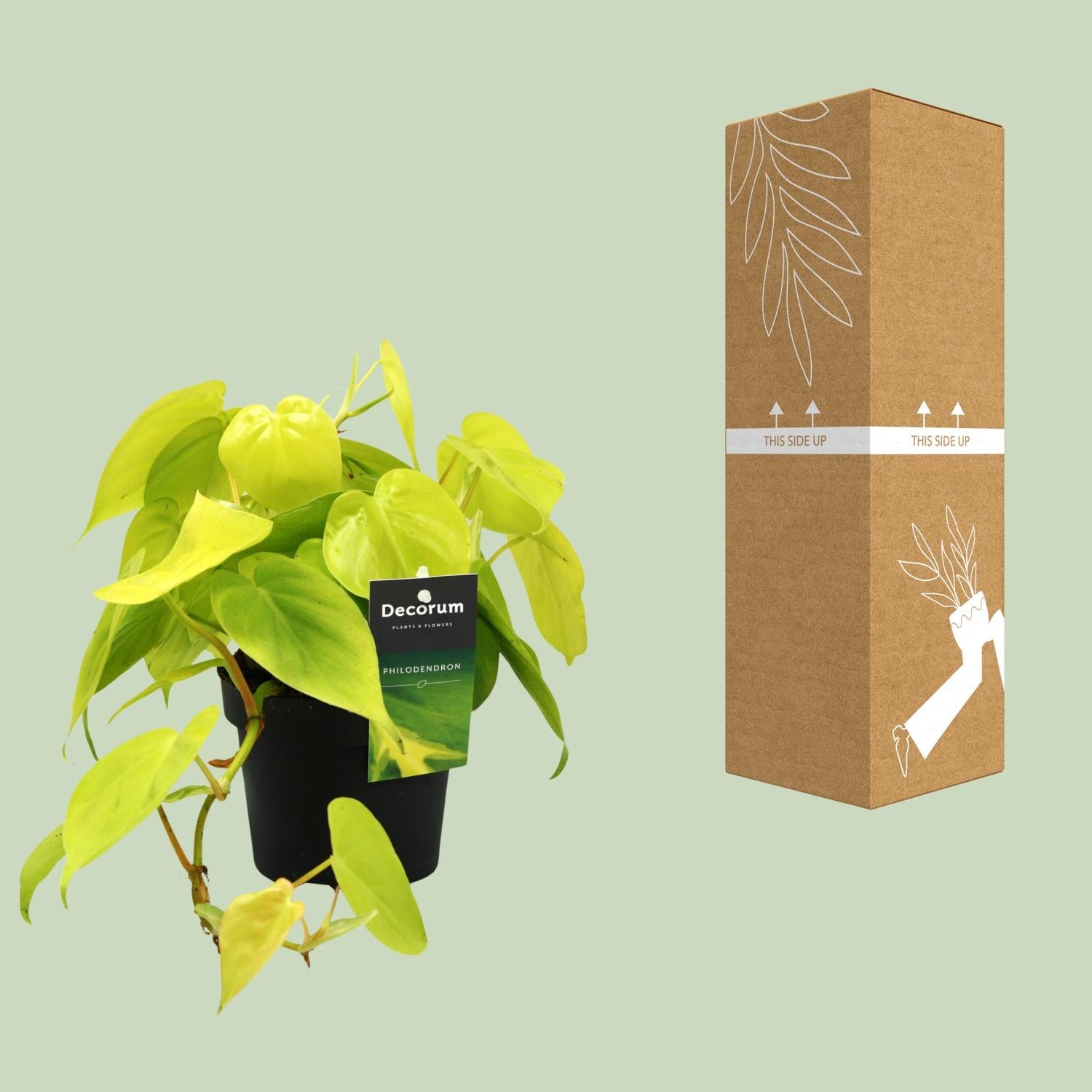 Philodendron Lime - Ø12Cm - ↕20Cm