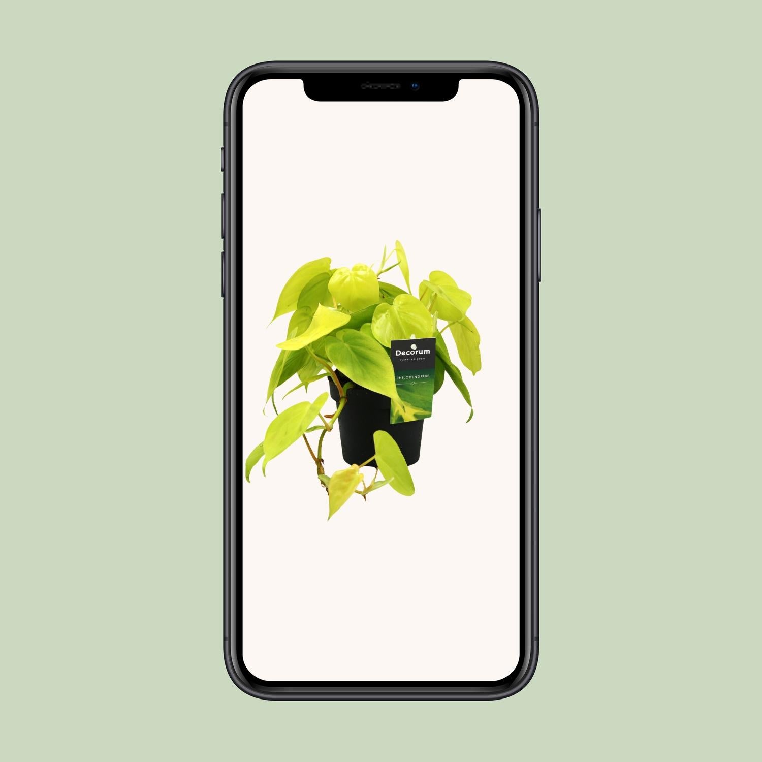 Philodendron Lime - Ø12Cm - ↕20Cm