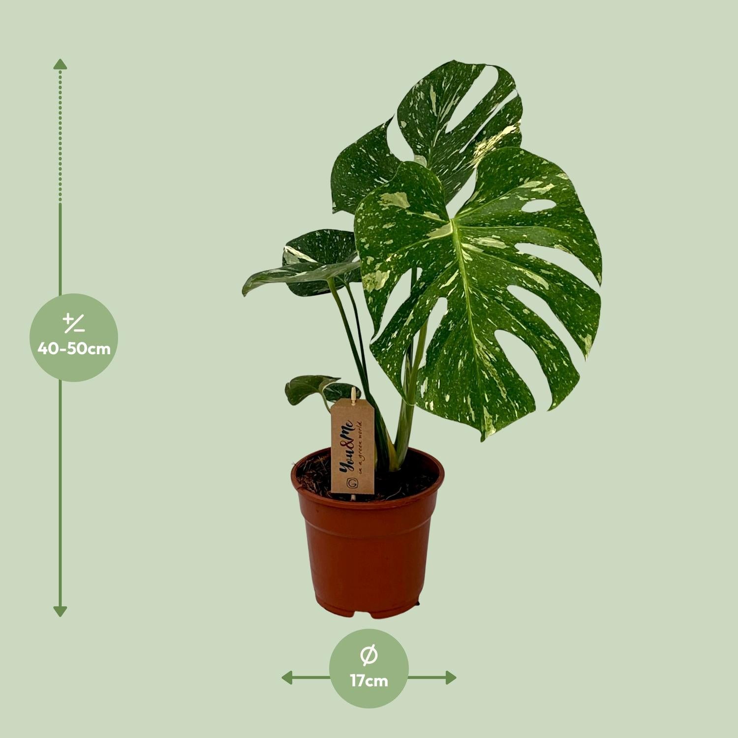Monstera Deliciosa - Ø17Cm - ↕50Cm