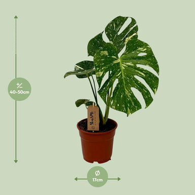 Monstera Deliciosa - Ø17Cm - ↕50Cm