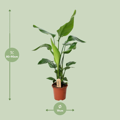 Strelitzia Nicolai - Ø19Cm - ↕90Cm