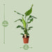 Strelitzia Nicolai - Ø19Cm - ↕90Cm