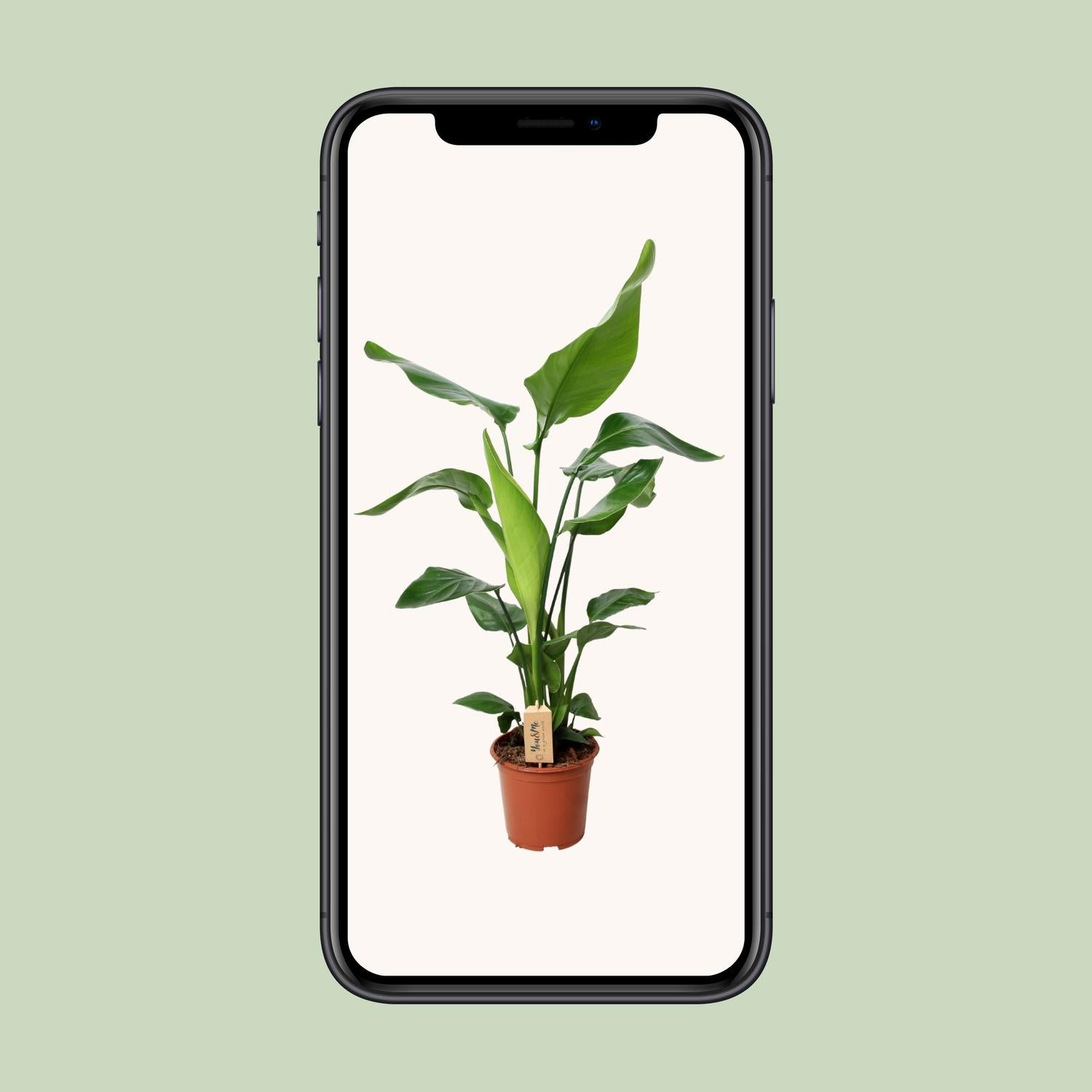 Strelitzia Nicolai - Ø19Cm - ↕90Cm