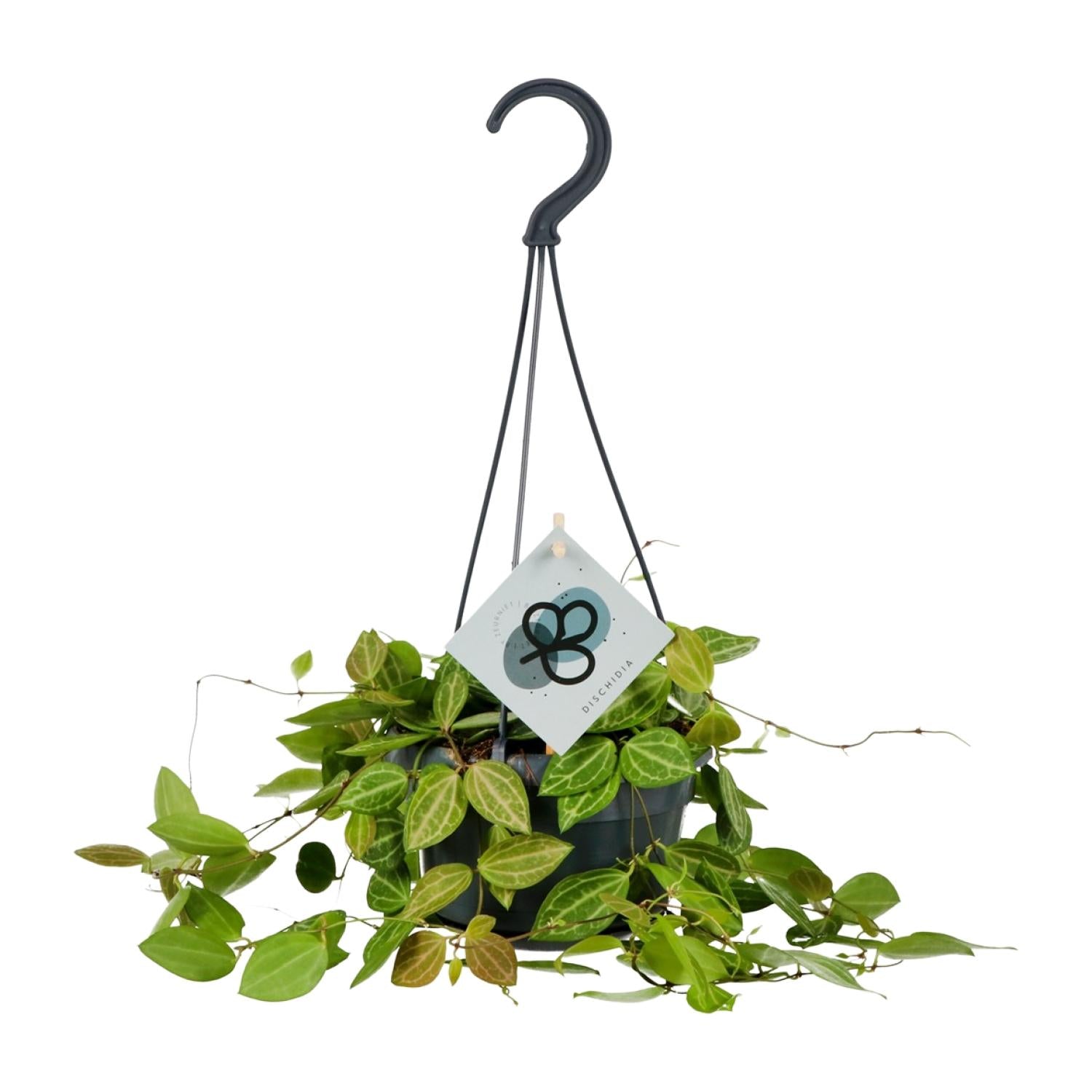 Dischidia Ovata - Ø14Cm - ↕40Cm