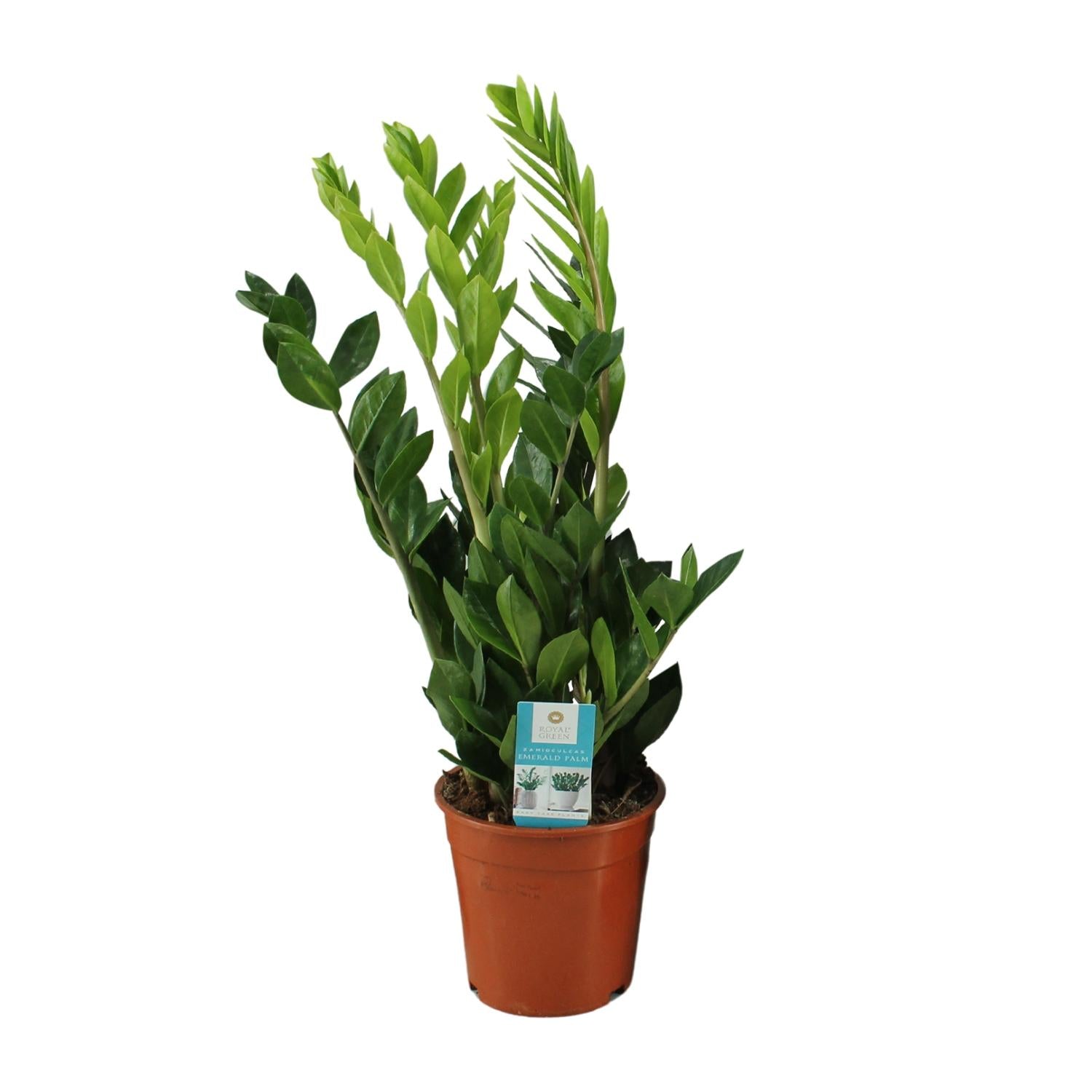 Zamioculcas Zamiifolia - Ø17Cm - ↕65Cm