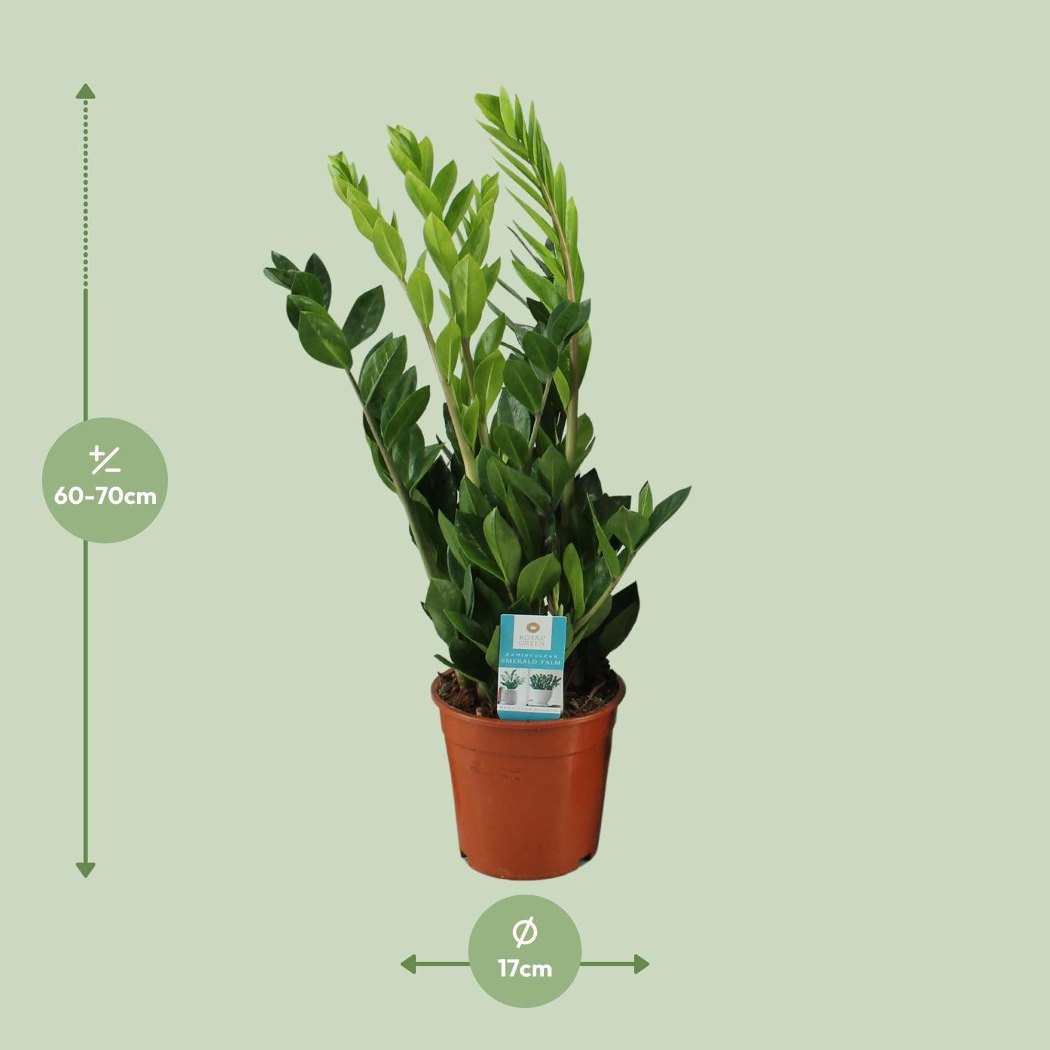 Zamioculcas Zamiifolia - Ø17Cm - ↕65Cm