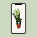 Zamioculcas Zamiifolia - Ø17Cm - ↕65Cm