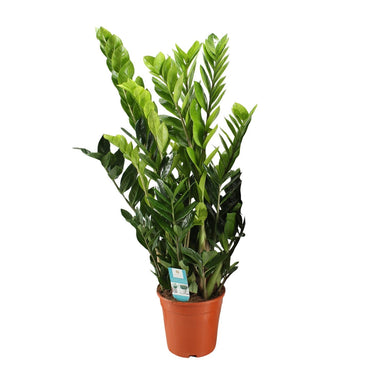 Zamioculcas Zamiifolia - Ø21Cm - ↕95Cm