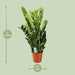 Zamioculcas Zamiifolia - Ø21Cm - ↕95Cm