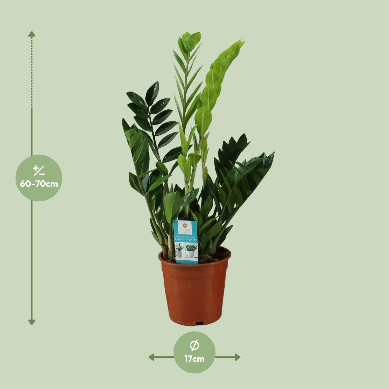 Zamioculcas Zamiifolia - Ø17Cm - ↕65Cm