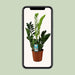 Zamioculcas Zamiifolia - Ø17Cm - ↕65Cm