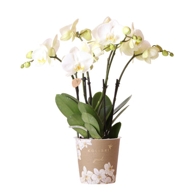 Kolibri Orchids | Witte Phalaenopsis Orchidee Potmaat - Jewel Ghent - Potmaat Ø12Cm | Bloeiende Kamerplant - Vers Van De Kweker