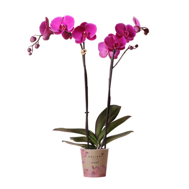 Kolibri Orchids | Paarse Phalaenopsis Orchidee - Mineral Violet Joyride - Potmaat 12 Cm | Bloeiende Kamerplant - Vers Van De Kweker