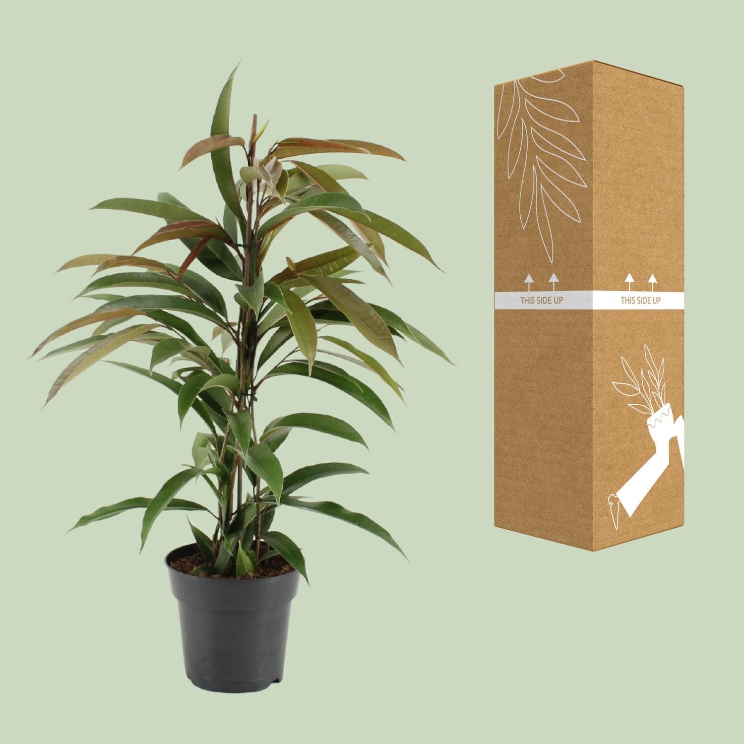 Ficus Binnendijkii Amstel King - Ø17Cm - ↕70Cm