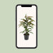 Ficus Binnendijkii Amstel King - Ø17Cm - ↕70Cm