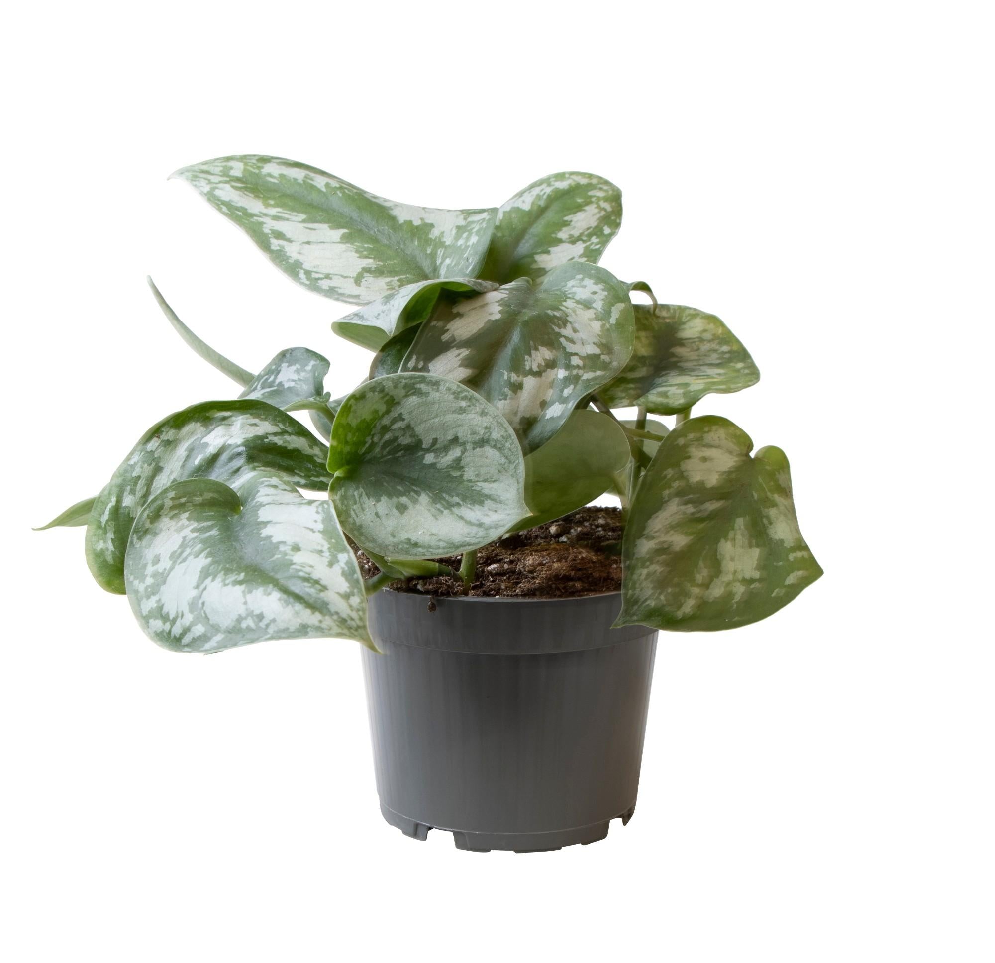 Philodendron Scandens Pictus Trebie - Ø12Cm - ↕22Cm