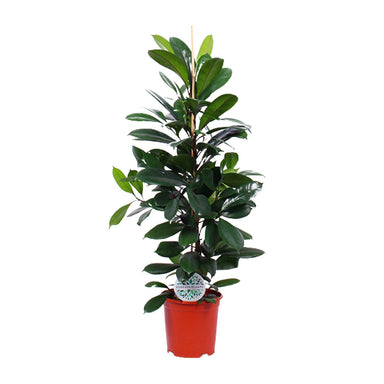 Ficus Cyathistipula - Ø21Cm - ↕105Cm