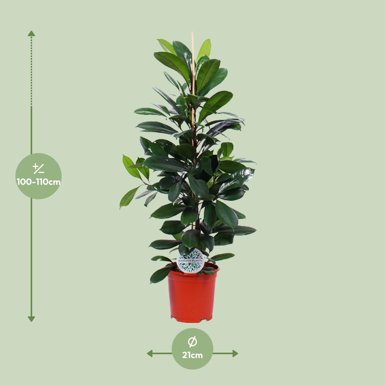 Ficus Cyathistipula - Ø21Cm - ↕105Cm