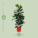 Ficus Cyathistipula - Ø21Cm - ↕105Cm