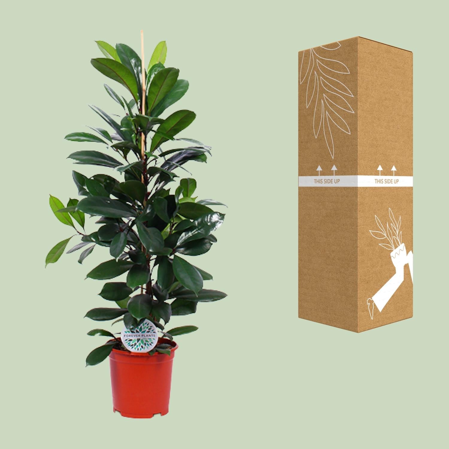 Ficus Cyathistipula - Ø21Cm - ↕105Cm