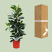 Ficus Cyathistipula - Ø21Cm - ↕105Cm
