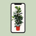 Ficus Cyathistipula - Ø21Cm - ↕105Cm