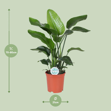 Strelitzia Nicolai - Ø21Cm - ↕80Cm