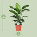 Strelitzia Nicolai - Ø21Cm - ↕80Cm