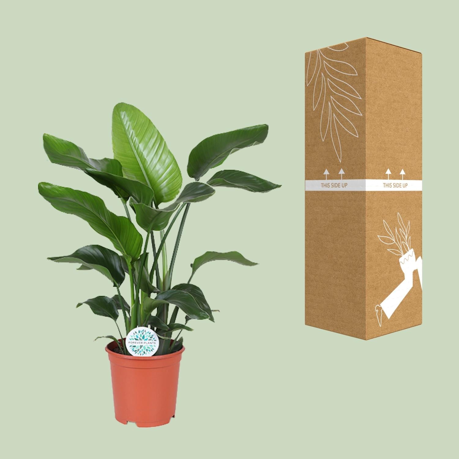 Strelitzia Nicolai - Ø21Cm - ↕80Cm