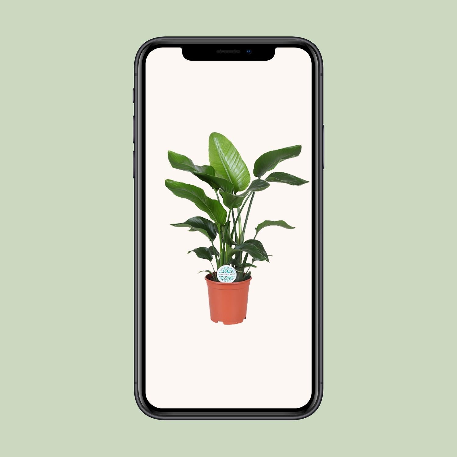 Strelitzia Nicolai - Ø21Cm - ↕80Cm